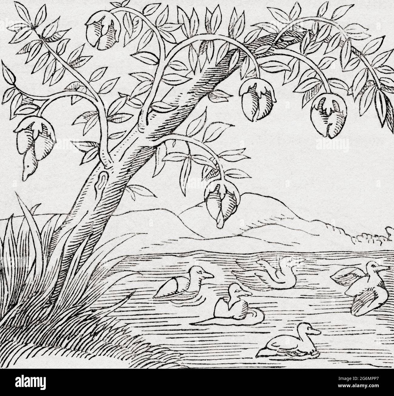 La légende dit qu'il y avait des arbres en Écosse qui produisent un fruit enveloppé de feuilles, quand le fruit tombe dans l'eau à un moment approprié, il prend vie et est transformé en un oiseau vivant, qui est appelé un oiseau-arbre. Les jeunes canards ouvrent les fruits afin de s'échapper tandis que les nouveaux canards nagent dans l'eau. De l'Univers ou, l'infiniment Grand et l'infiniment petit, publié en 1882. Banque D'Images