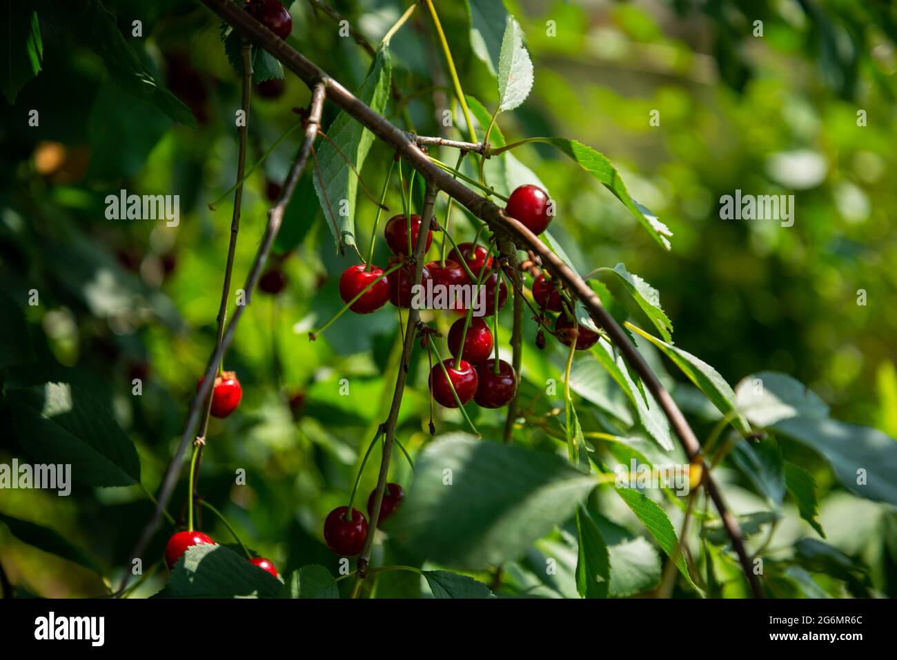 Baies de cerise mûres rouges Prunus subg. Cerasus sur l'arbre dans le jardin de légumes d'été. Banque D'Images