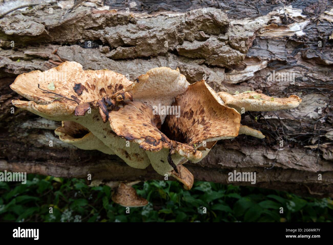 SELLE DE DRYAD, Ceriporus squamosus, champignon Pheasant, dos Pheasant, Polyporus squamosus Banque D'Images