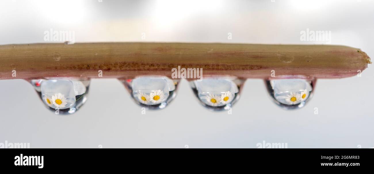 Gouttelettes d'eau avec pâquerettes reflétées dans les gouttelettes d'eau. Banque D'Images