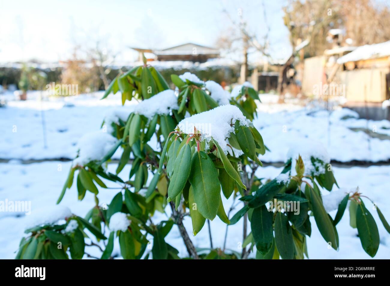Rhododendron recouvert de neige en hiver pendant la journe Photo Stock -  Alamy
