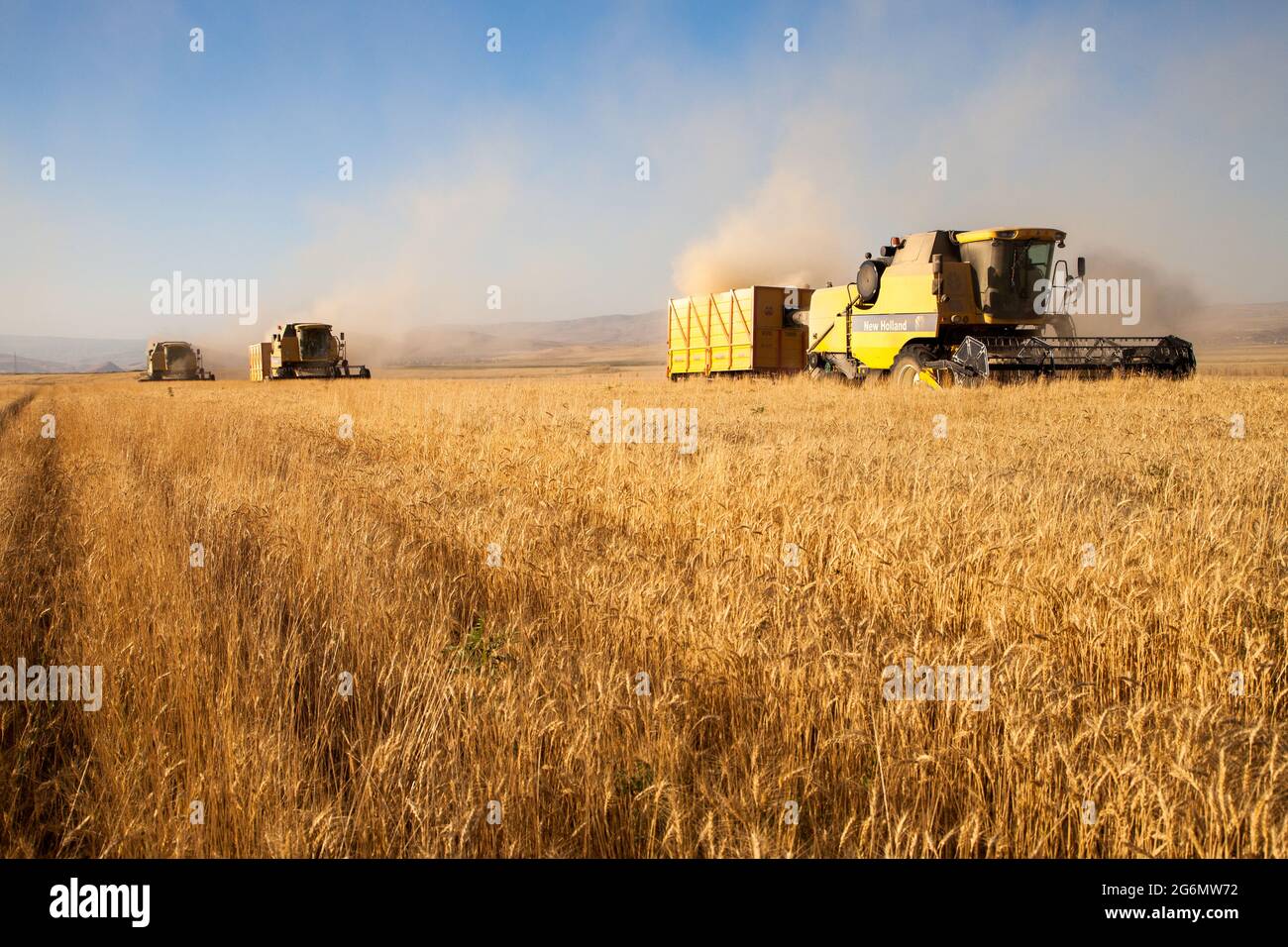 Adiyaman,Turquie - 07-21-2015:moissonneuse-batteuse récolte du blé sur le terrain agricole le jour ensoleillé de l'été. Banque D'Images