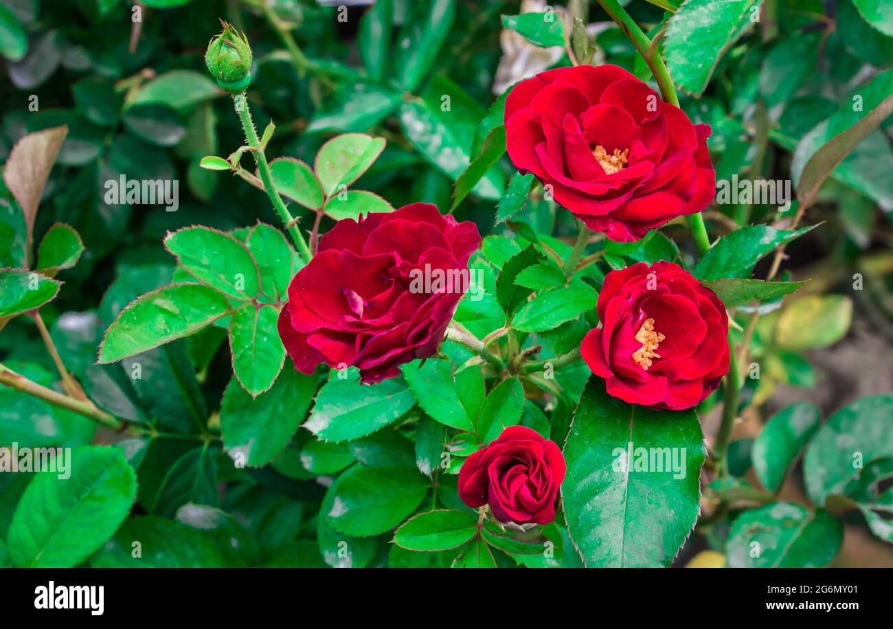 Fleur de rose avec fond vert. J'ai pris cette photo le 11 août 2018, à Dhaka, au Bangladesh, en Asie du Sud Banque D'Images