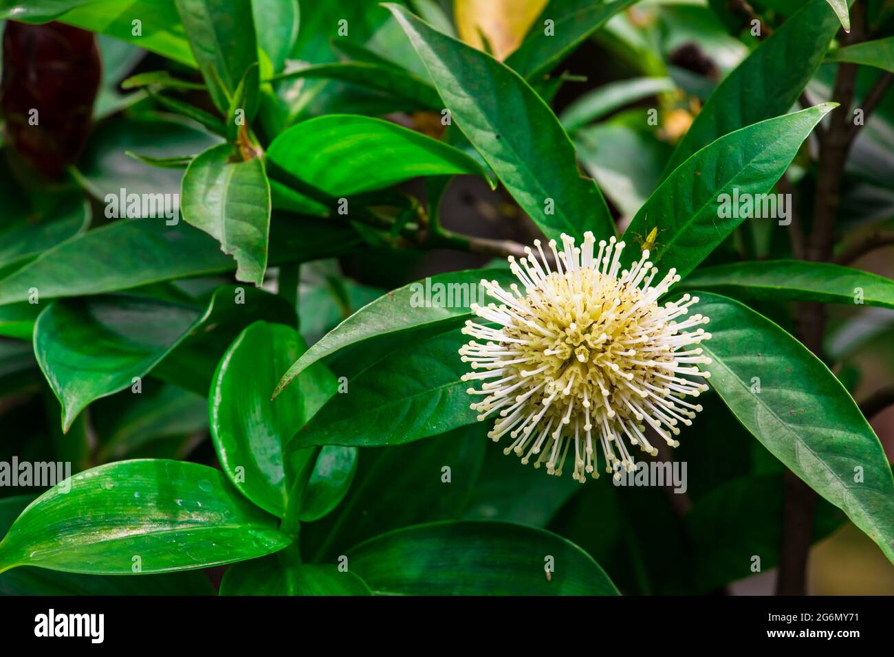 Belles fleurs avec fond vert dans le jardin. J'ai pris cette photo le 11 août 2018, à Dhaka, au Bangladesh, en Asie du Sud Banque D'Images