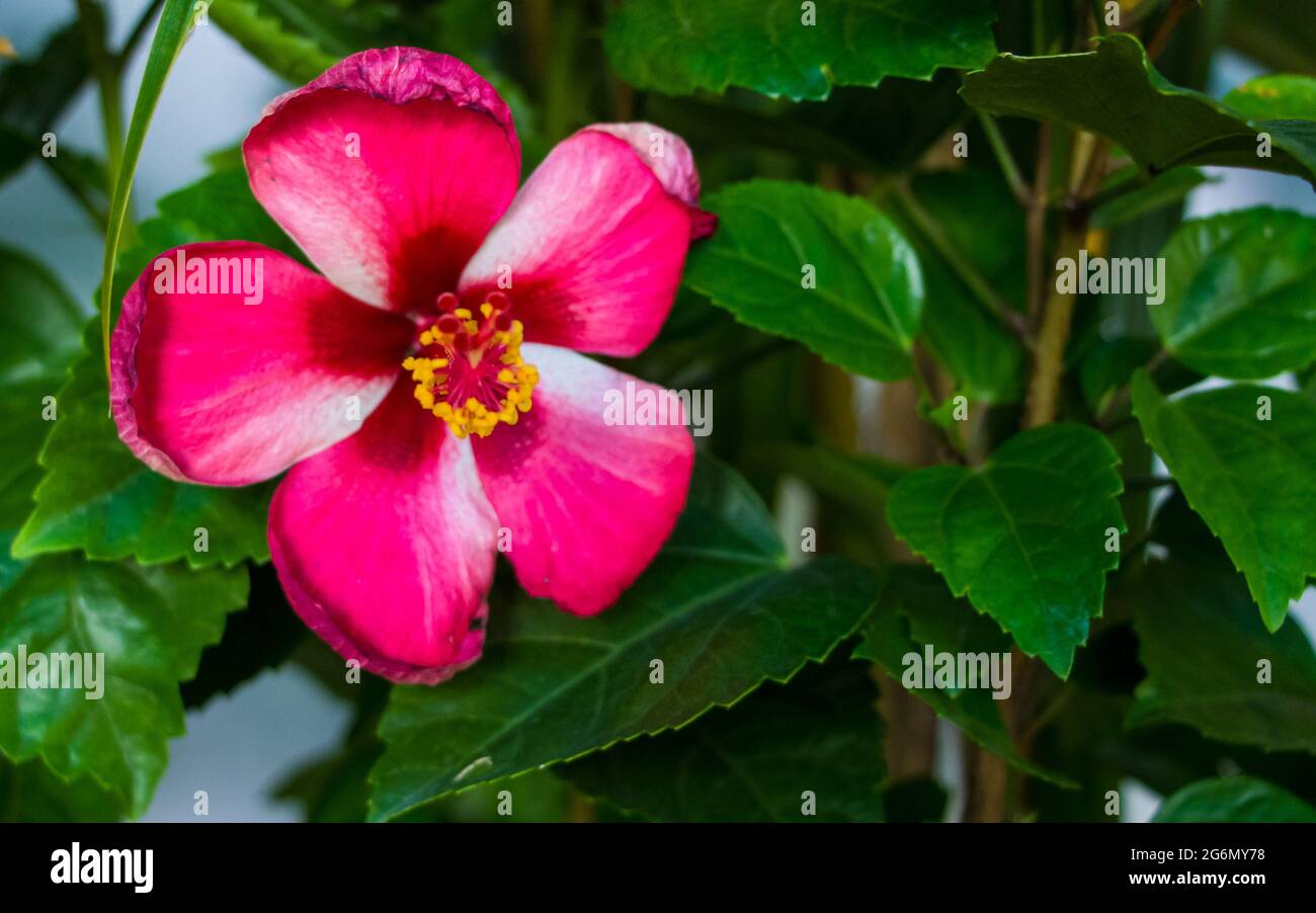 Belle rose de Chine avec fond vert dans le jardin. J'ai pris cette photo le 11 août 2018, à Dhaka, au Bangladesh, en Asie du Sud Banque D'Images