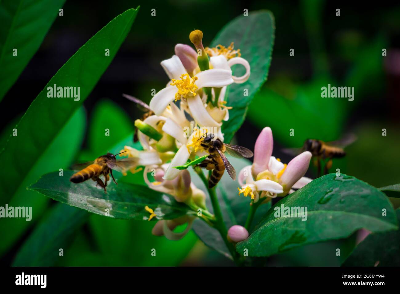 Abeille collectant le miel des fleurs avec fond vert. J'ai pris cette photo le 11 août 2018, à Dhaka, au Bangladesh, en Asie du Sud Banque D'Images