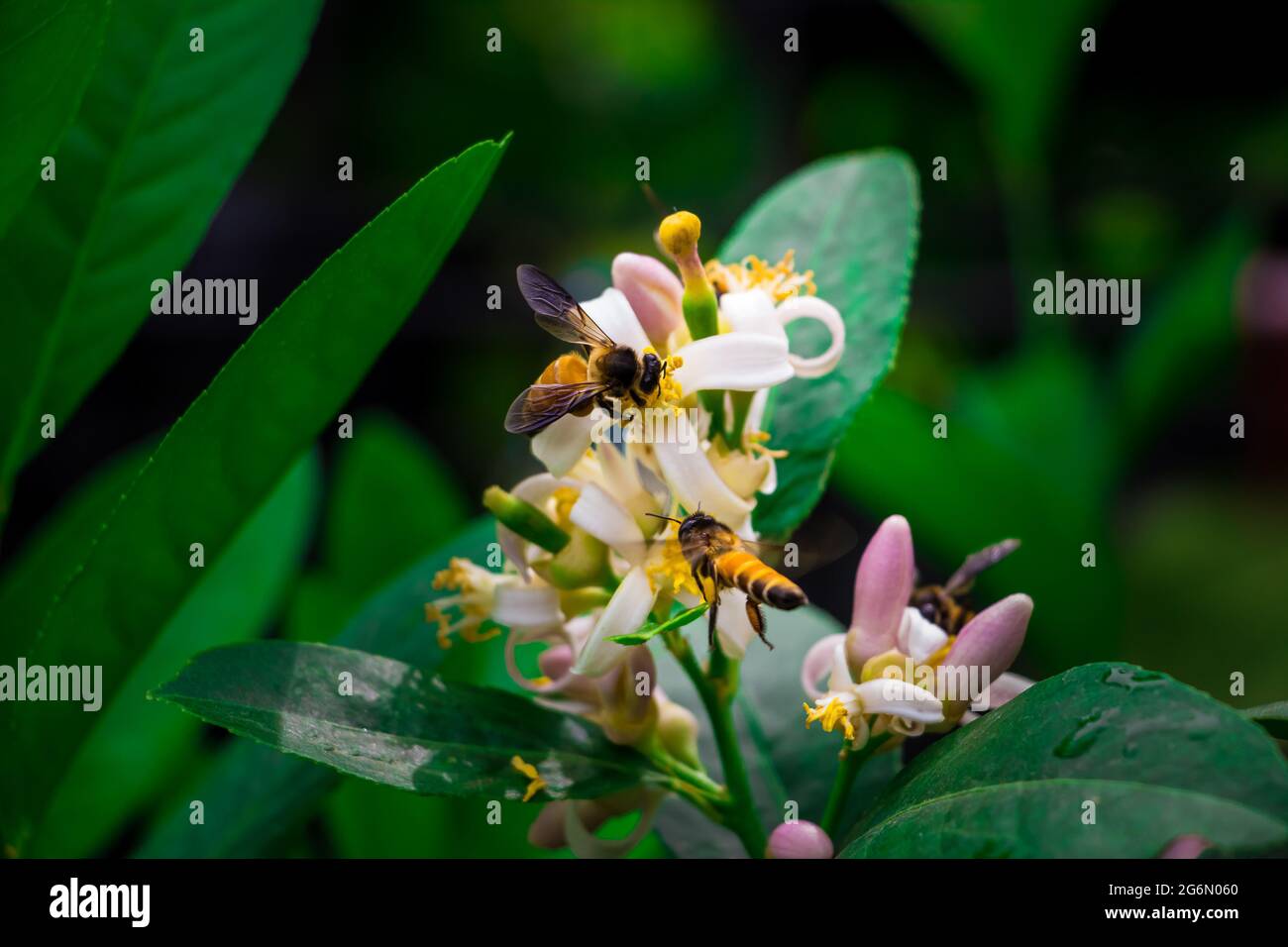 Abeille collectant le miel des fleurs avec fond vert. J'ai pris cette photo le 11 août 2018, à Dhaka, au Bangladesh, en Asie du Sud Banque D'Images