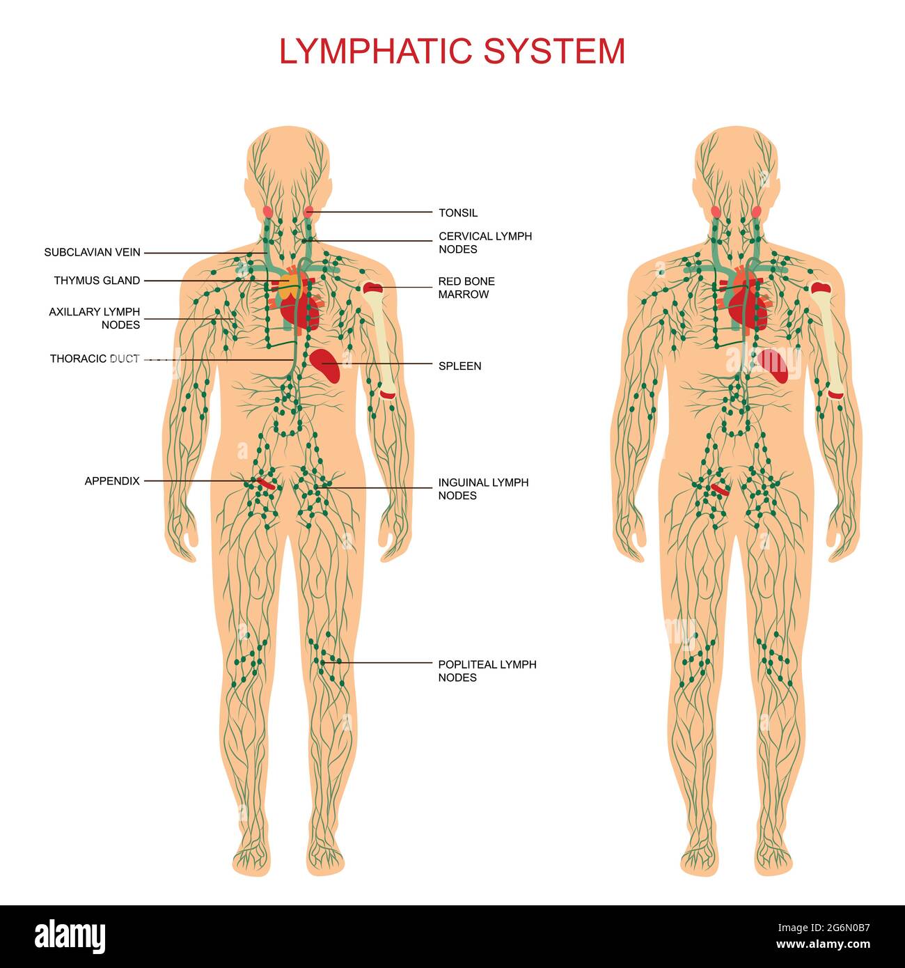 anatomie humaine, système lymphatique, illustration médicale, ganglions lymphatiques Illustration de Vecteur
