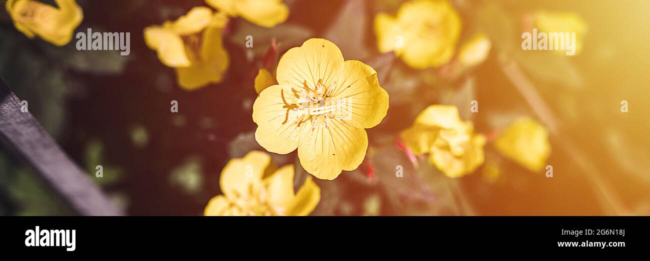 oenothera biennis ou âne ou buisson de fleur jaune d'onagre en pleine floraison sur un fond de feuilles vertes et d'herbe dans le jardin floral sur a s. Banque D'Images