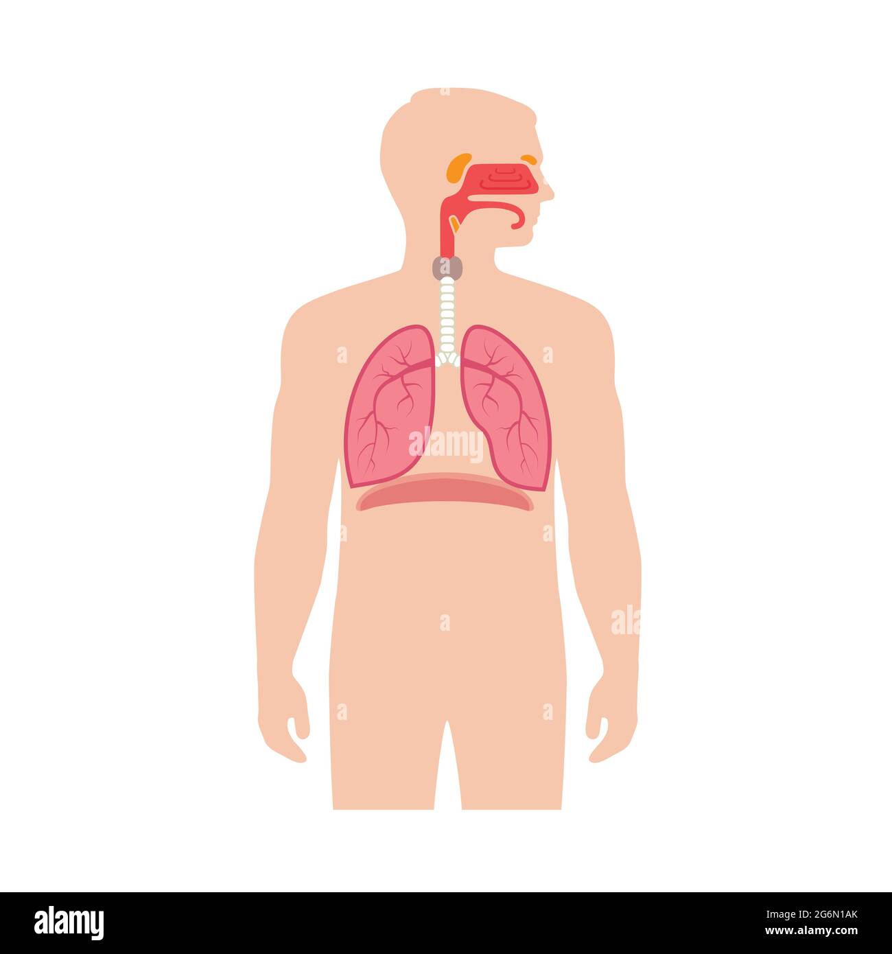 anatomie du système respiratoire humain, illustration du nez médical vectoriel Illustration de Vecteur