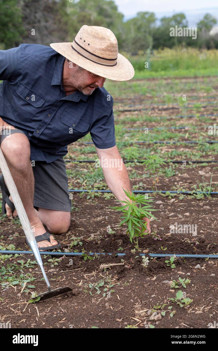 Questa, Nouveau-Mexique - Michael Nezi tend de jeunes plantes de chanvre sur ses racines et herbes de ferme. Suite à la légalisation de la marijuana au Nouveau-Mexique en 2021, Banque D'Images