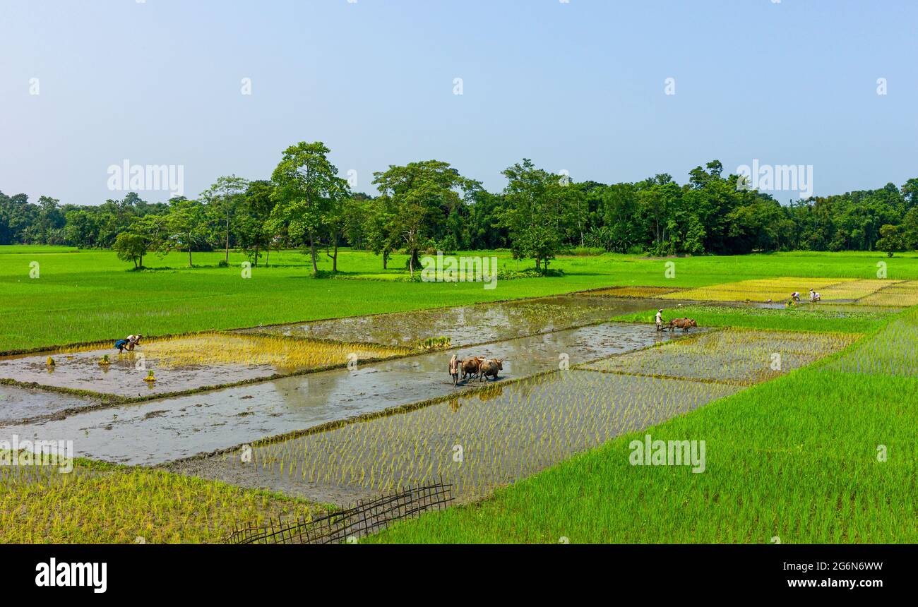 Les rizières sont labourées par des équipes de taureaux conduits par des hommes et des femmes qui plantent des jeunes plants à Majuli, Assam, Inde. Banque D'Images