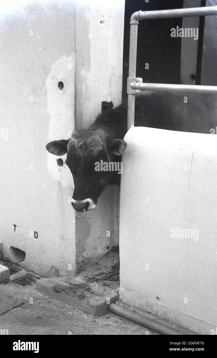 années 1950, historique, une vache mettant sa tête à l'extérieur de son hangar à vaches en pierre ou de son armoire. Banque D'Images
