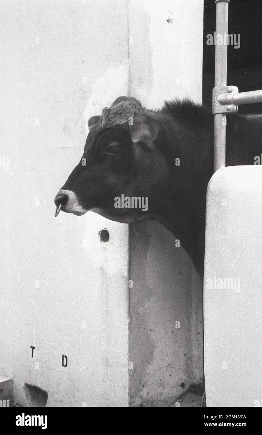 années 1950, historique, une vache mettant sa tête à l'extérieur de son hangar à vaches en pierre ou de son armoire. Banque D'Images