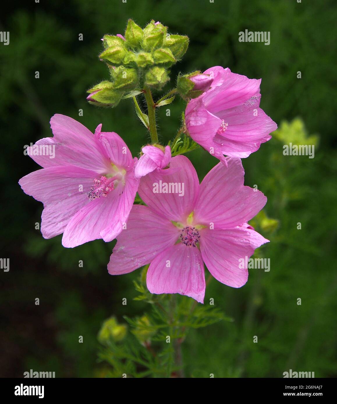 Gros plan de fleurs de malow roses avec bourgeons, sur fond vert foncé. Banque D'Images