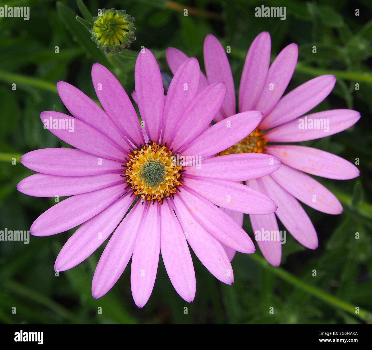 Gros plan de deux Osteospermum fleurissent dans un jardin anglais en juillet. Banque D'Images