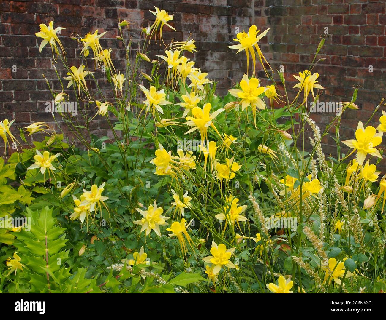 Grand bouquet d'Aquilegia Chrysantha (Golden Columbine ou Granny's Bonnets) dans le jardin clos de RHS Bridgewater, Salford, Manchester, Royaume-Uni, en juillet. Banque D'Images