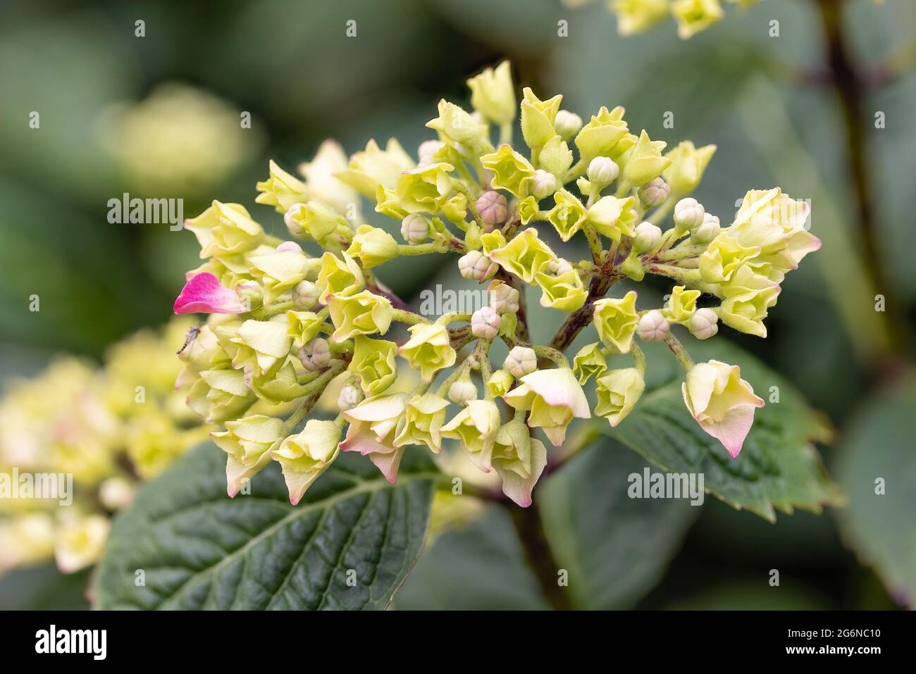 Détail de la pile de mise au point de la fleur d'Hortensia avec un arrière-plan flou Banque D'Images