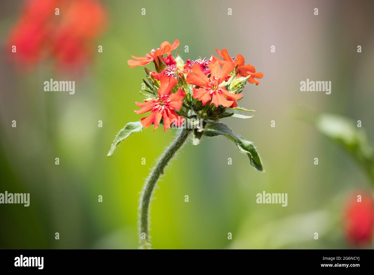 Détail de la pile de focus de fleur de lychnis chalcedica avec un arrière-plan flou Banque D'Images