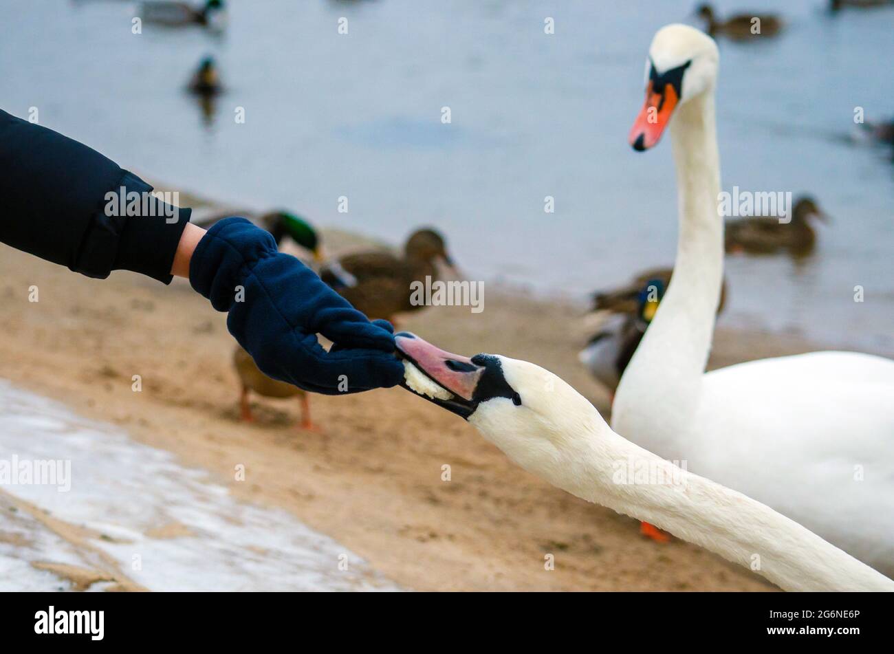 Le cygne blanc mange du pain des mains d'une personne, l'autre est jaloux. Concept d'envie. Banque D'Images