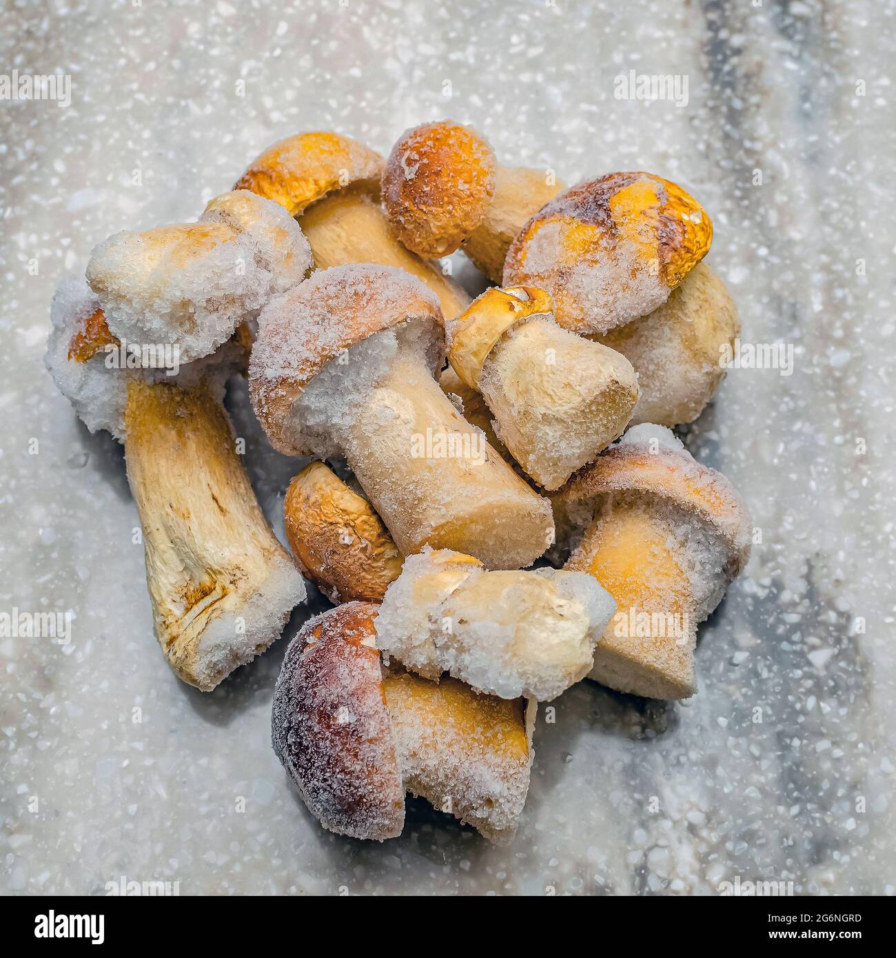 Dans le froid, faire revenir les champignons surgelés lamelles avec  accrocher à l'écorce d'un vieil arbre en hiver Photo Stock - Alamy