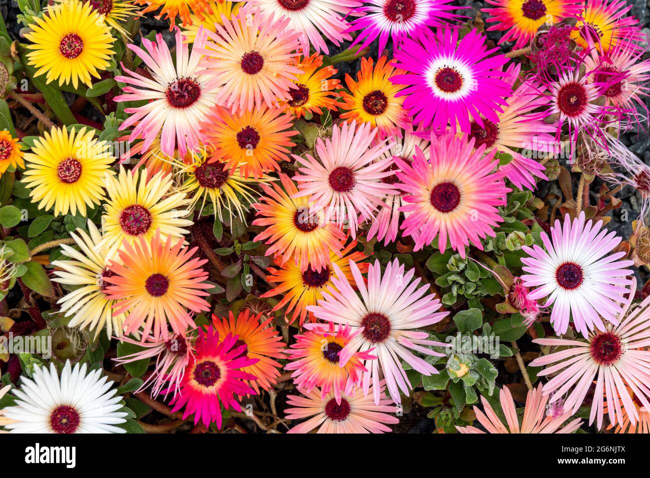 De nombreuses couleurs de Marguerite Livingstone (Cleretum bellidiforme ou Mesembryanthemum criniflorum ou Dorothée bellidiformis) Banque D'Images