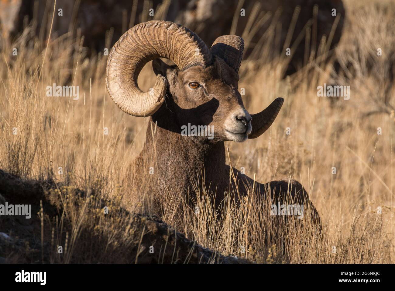 Un bélier de Bighorn regardant son domaine pendant la saison de reproduction dans le parc national de Yellowstone. Banque D'Images