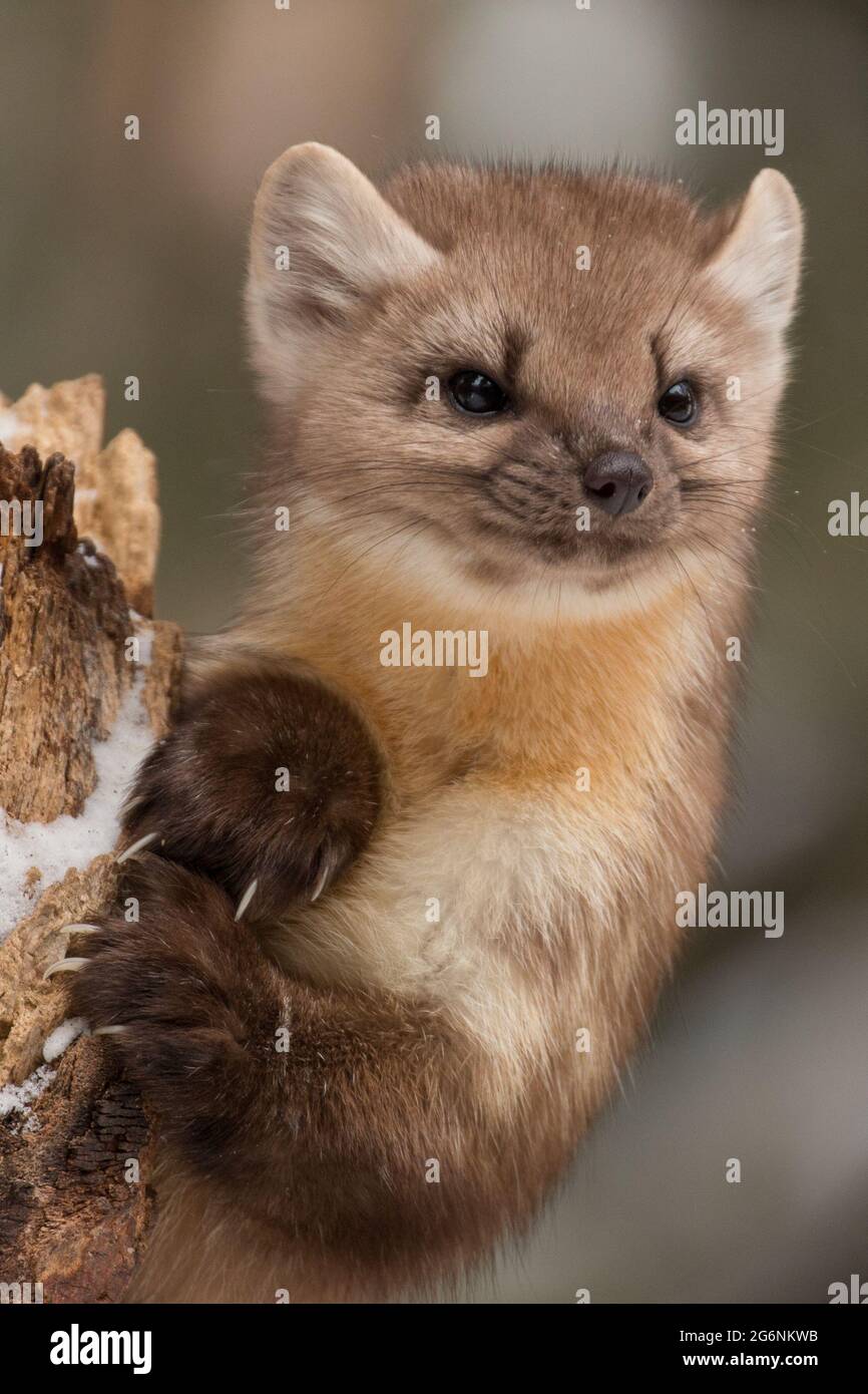 Marten américain arpentage de la forêt depuis une grande souche dans le parc national de Yellowstone. Banque D'Images