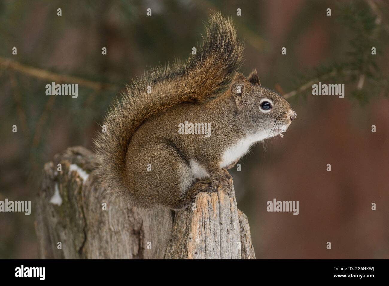 Un écureuil rouge à l'affût des Martens américains dans le parc national de Yellowstone. Banque D'Images