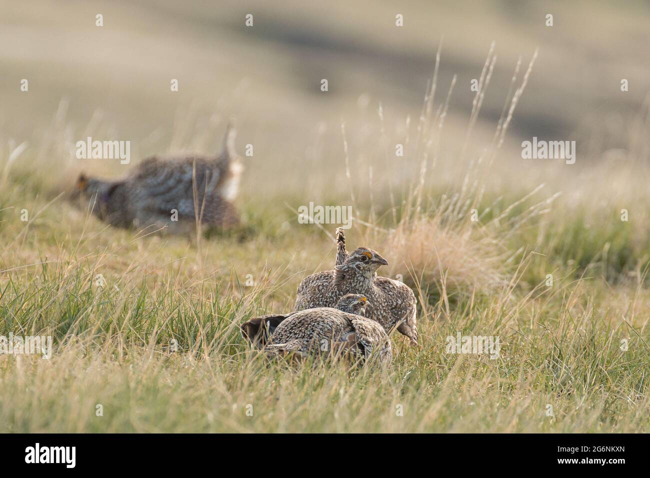 Des mâles à queue pointue qui ensanglent leur substance sur une lek dans le champ de bataille de Little Bighorn, Montana Banque D'Images