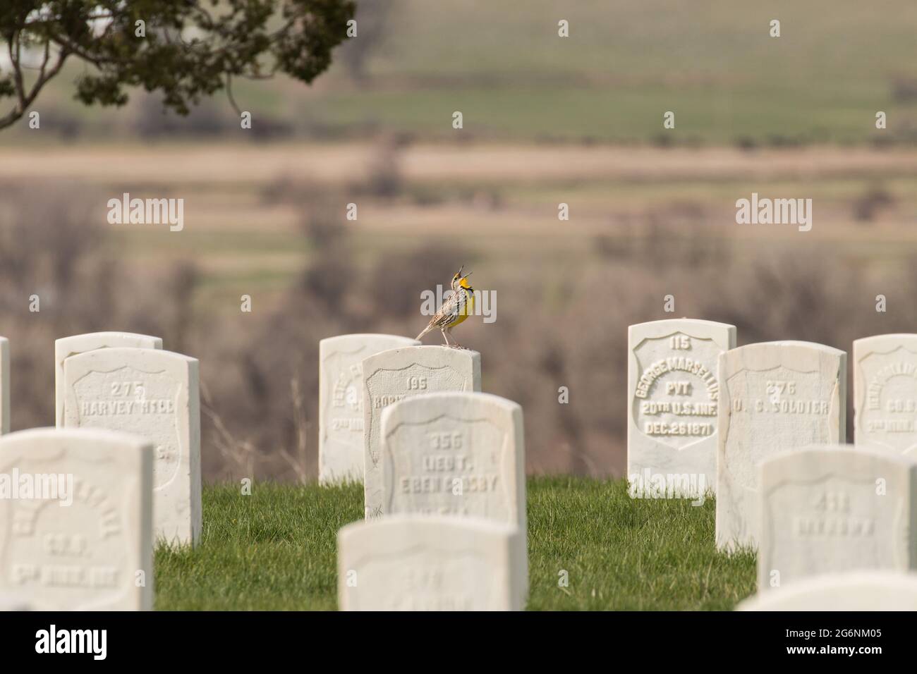Un Ouest de meadowlark perche sur une tombe pour chanter dans le monument national du champ de bataille de Little Bighorn. Banque D'Images Un Ouest de meadowlark perche sur une tombe pour chanter dans le monument national du champ de bataille de Little Bighorn. Banque D'Images