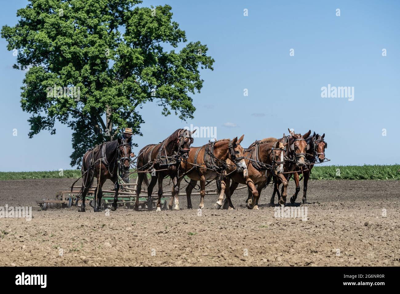 Ronks, Pennsylvania, USA-17 juin 2021: L'agriculteur Amish utilise une équipe de chevaux pour labourer son champ du comté de Lancaster pour la plantation. Banque D'Images