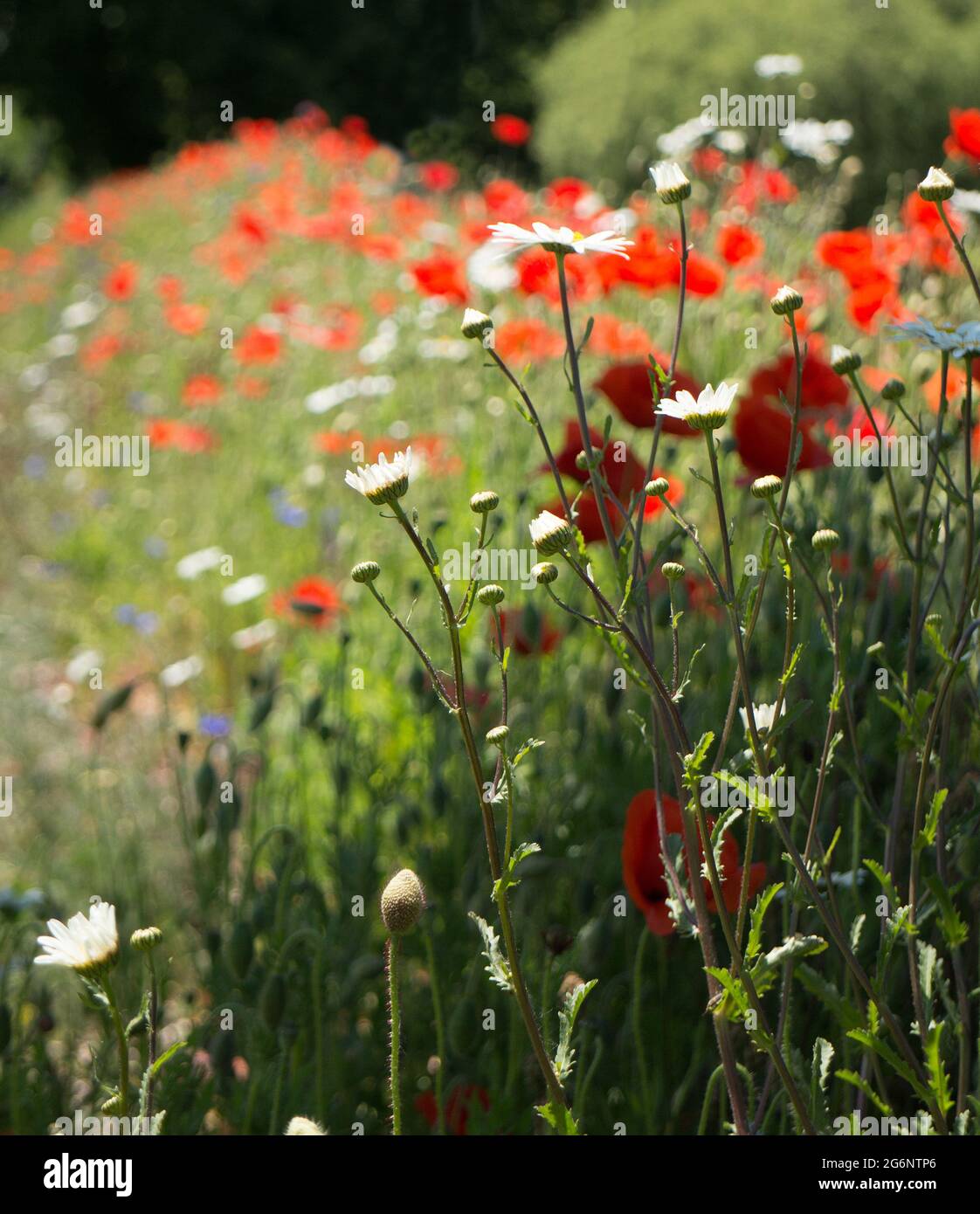 Fleurs sauvages sur une banque herbacée, y compris des pâquerettes et des coquelicots Banque D'Images