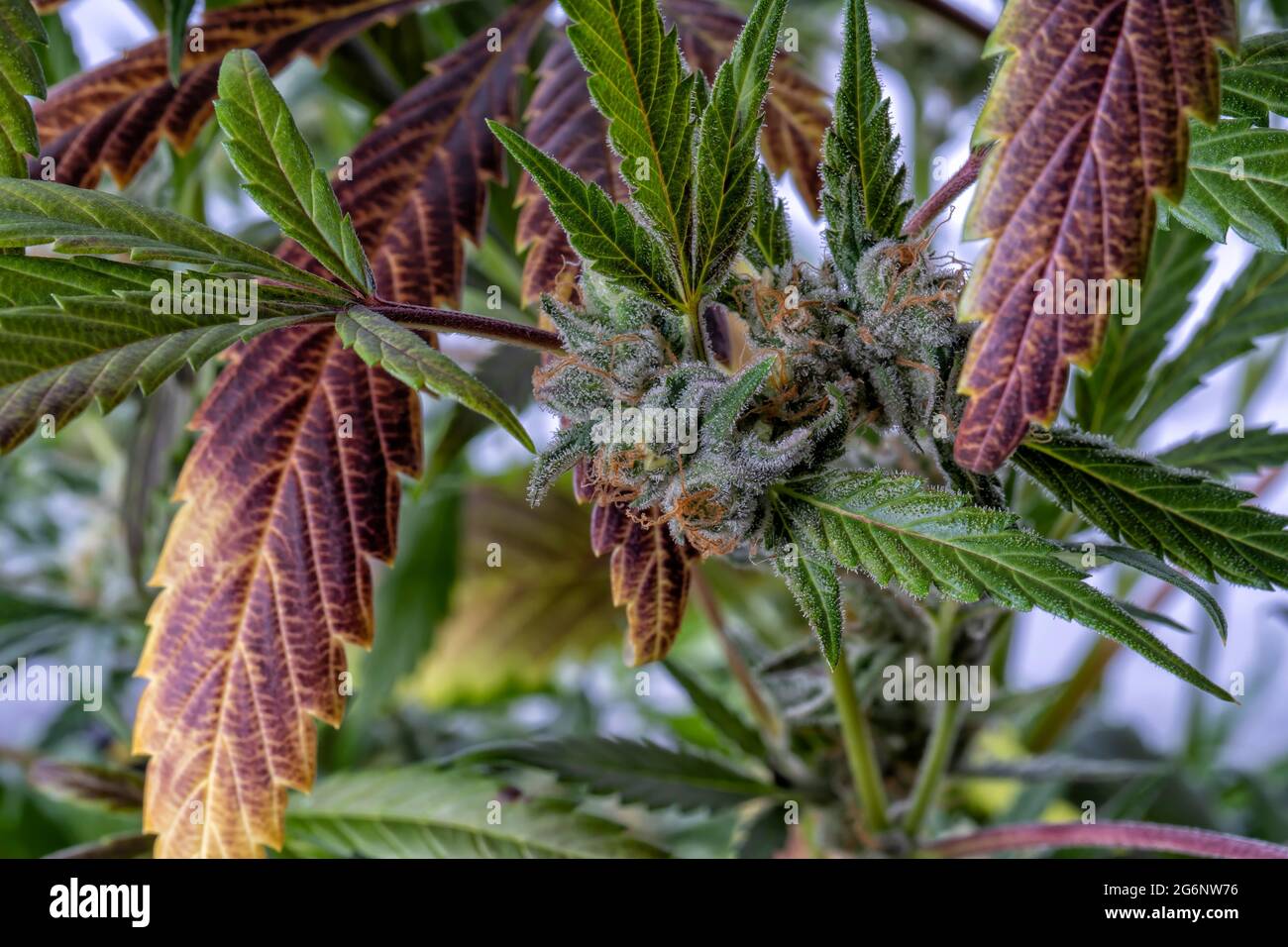 Détail d'une plante de cannabis diesel qui fleuris isolée sur blanc. Né d'une graine féminisée. Banque D'Images
