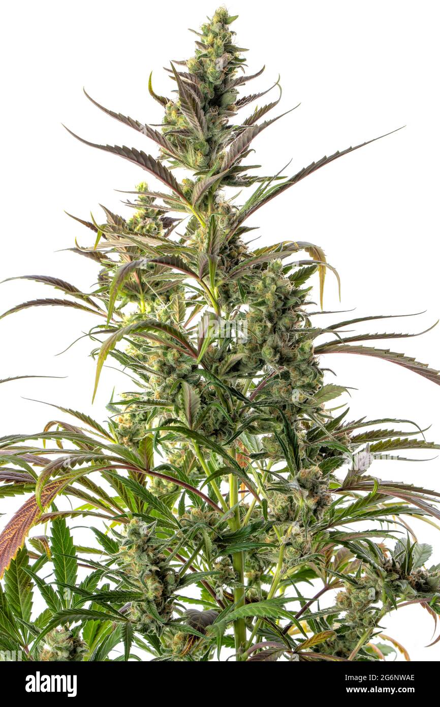 Détail d'une plante de cannabis diesel qui fleuris isolée sur blanc. Né d'une graine féminisée. Banque D'Images