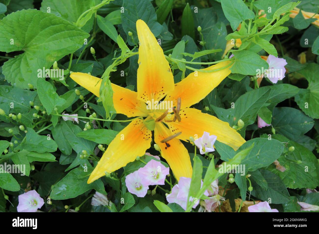 Lys en fleurs Banque D'Images