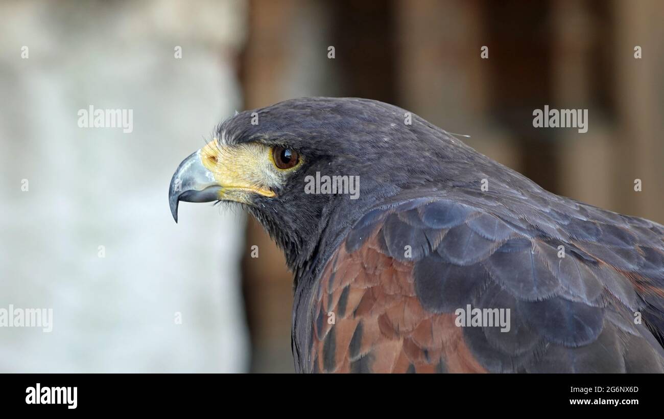 Détail de la peau de goshawk d'oiseau de proie dans la nature. Banque D'Images