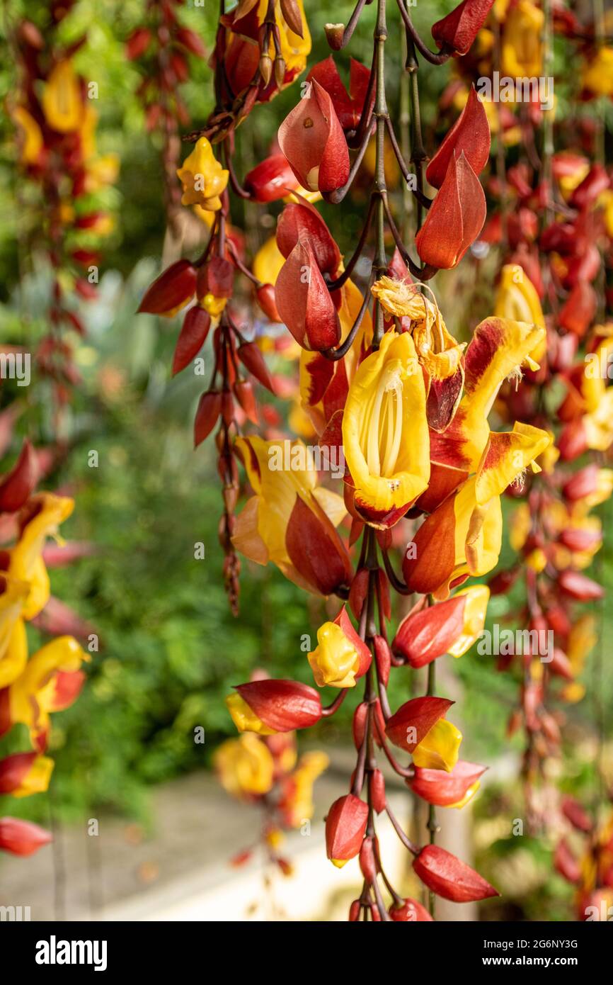 Thunbergia mysorensis, la vigne de Mysore ou la vigne de slipper de la dame Banque D'Images