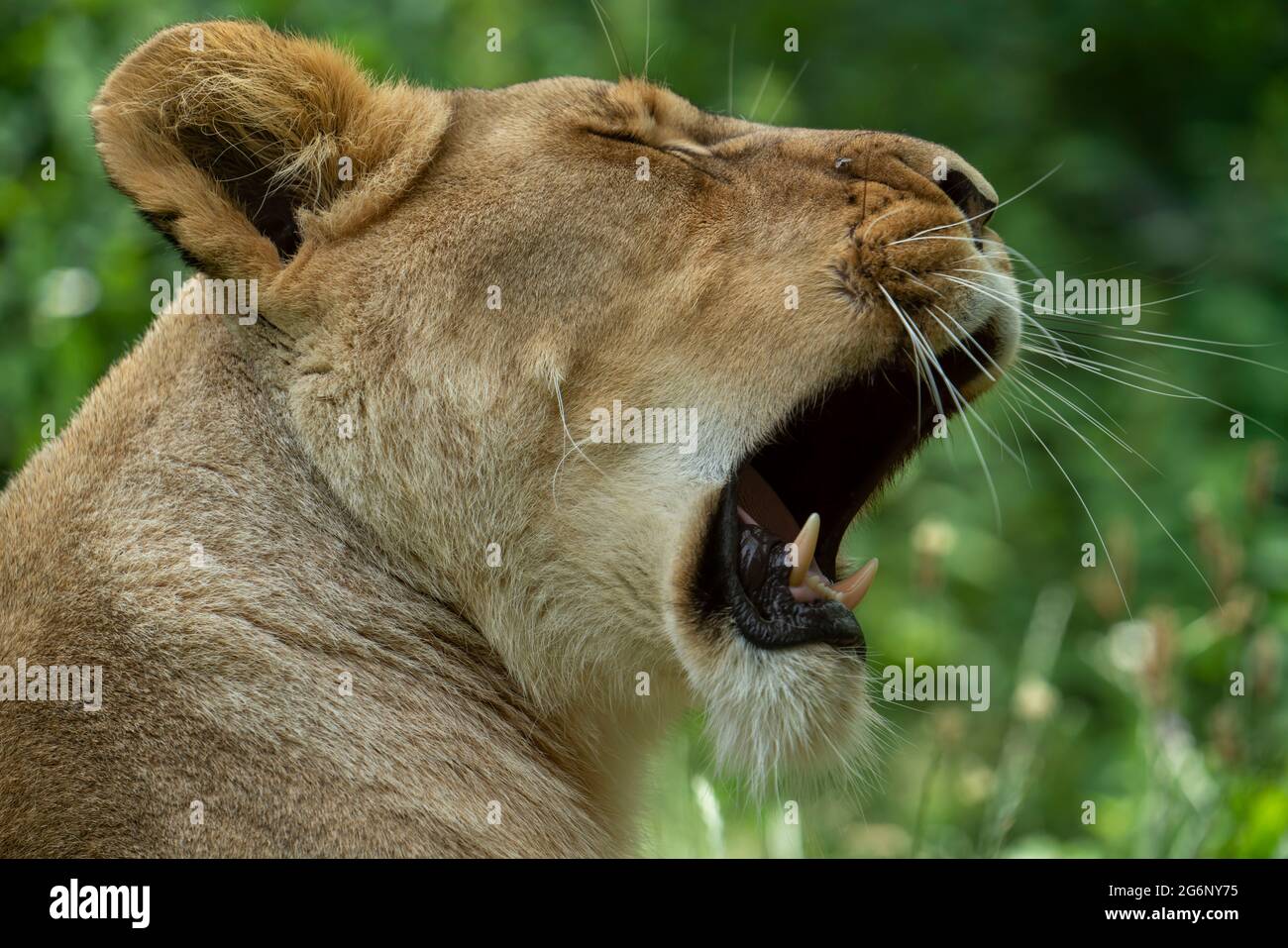 Zoo de Duisburg, lion féminin, Panthera leo, NRW, Allemagne Banque D'Images