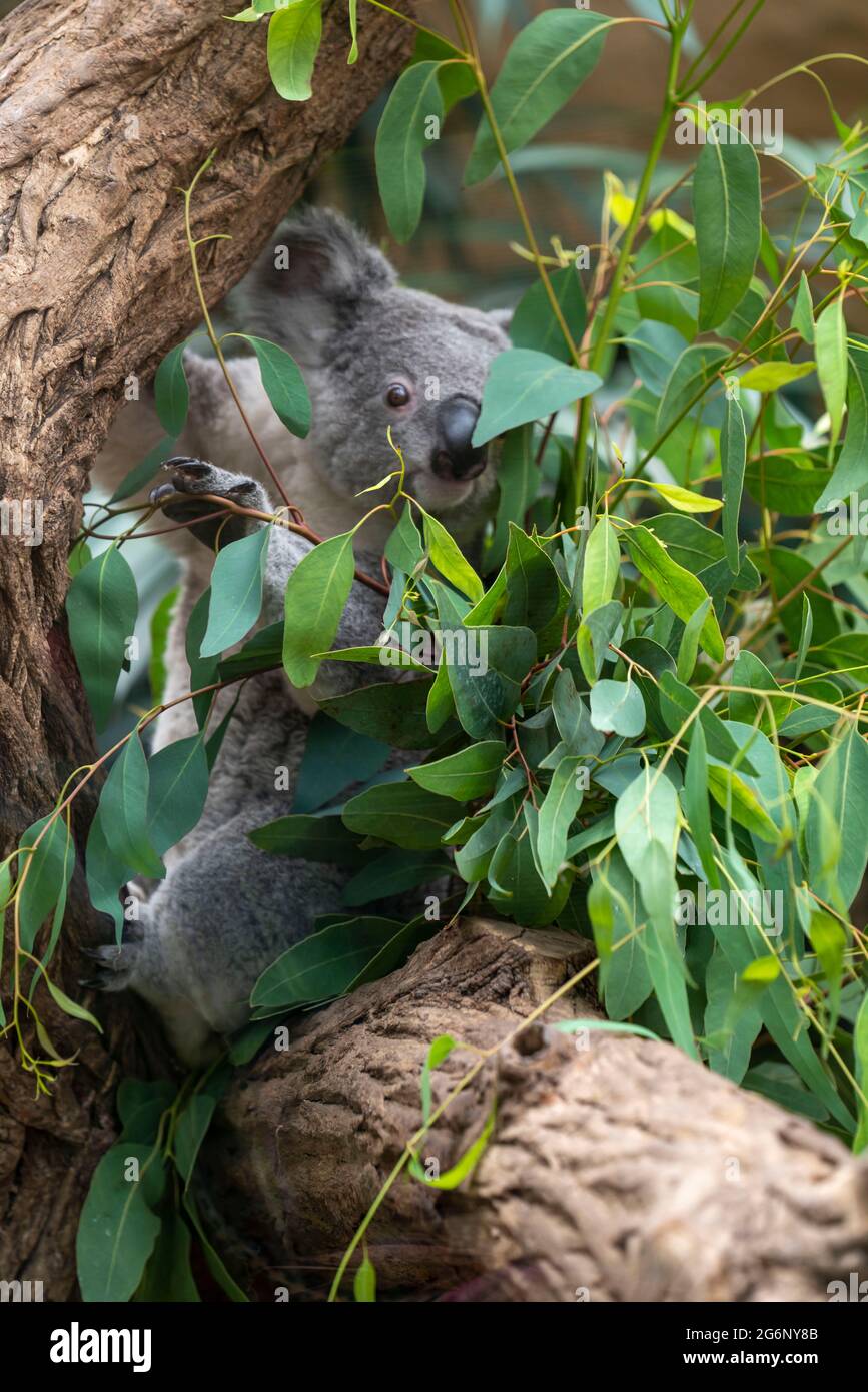 Zoo de Duisburg, Koala, mange des feuilles d'eucalyptus, Phascolarctos cinereus, NRW, Allemagne Banque D'Images