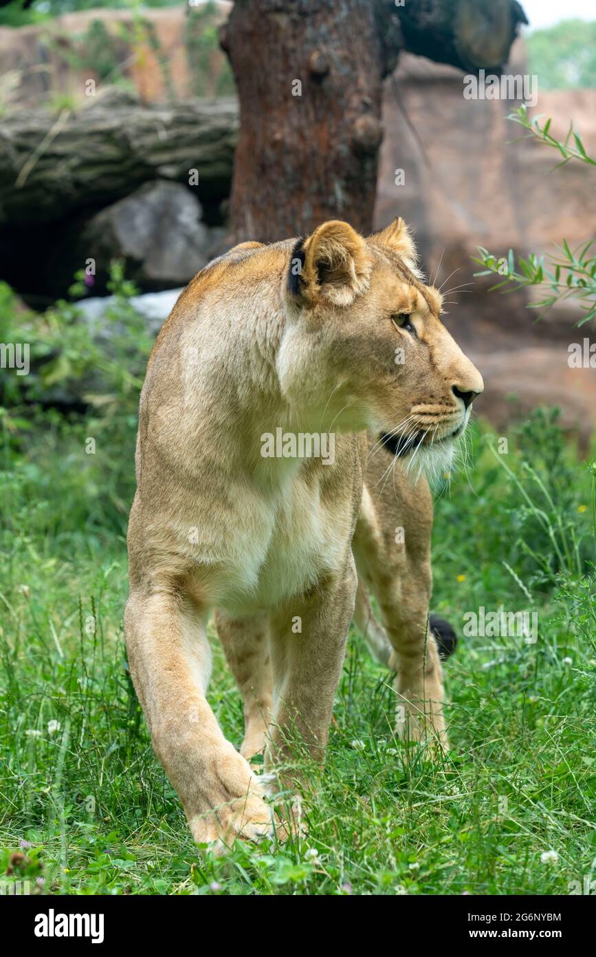 Zoo de Duisburg, lion féminin, Panthera leo, NRW, Allemagne Banque D'Images