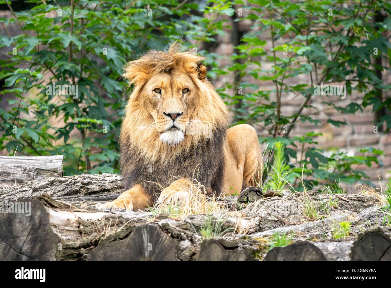 Zoo de Duisburg, lion masculin, Panthera leo, NRW, Allemagne Banque D'Images
