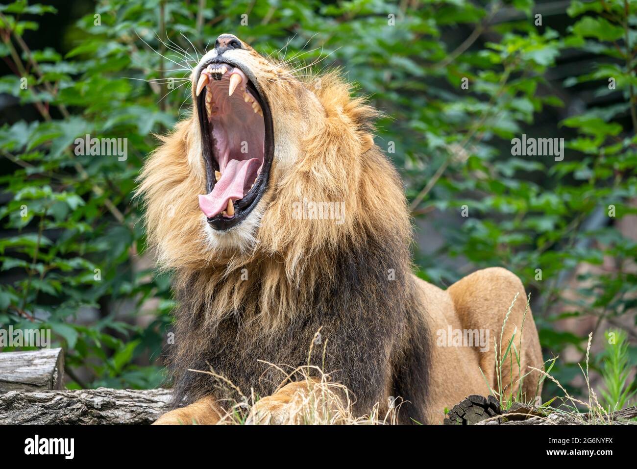 Zoo de Duisburg, lion masculin, Panthera leo, NRW, Allemagne Banque D'Images