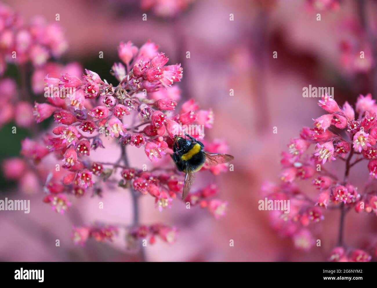 L'abeille Bumble 'Apidae' pollinise des fleurs roses de l'arbuste Heuchera. Un insecte aux ailes étirées recueille le nectar de pollen pendant l'été. Irlande Banque D'Images