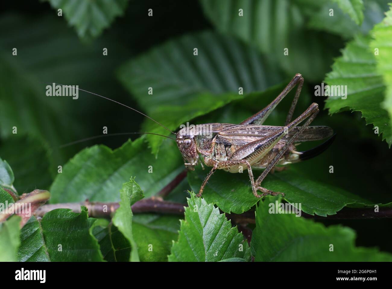 La sauterelle se trouve sur une plante dans le jardin Banque D'Images