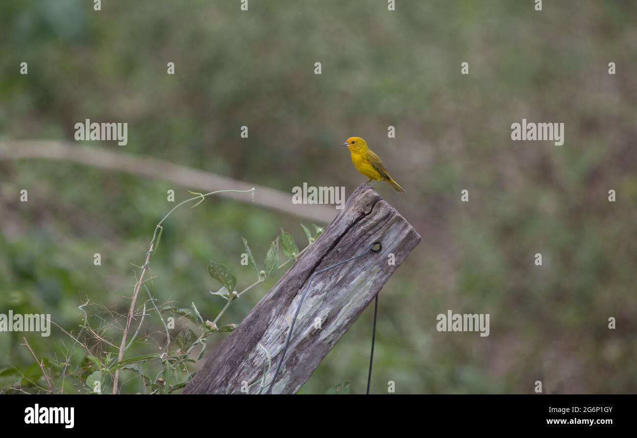 Finch de Saffron jaune (Sicalis flaveola) assis sur la souche d'arbre Transpantaneira, Pantanal, Brésil. Banque D'Images