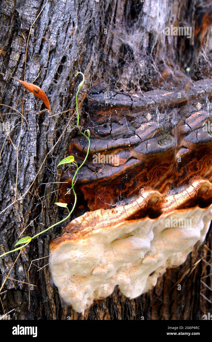 Des champignons se sont accrotés à l'arrière d'un arbre Koa sur la Grande île d'Hawaï. Banque D'Images