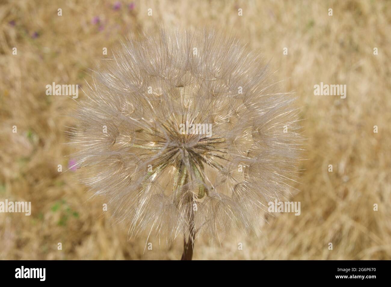 Immense tête de pissenlit douce dans la nature Banque D'Images