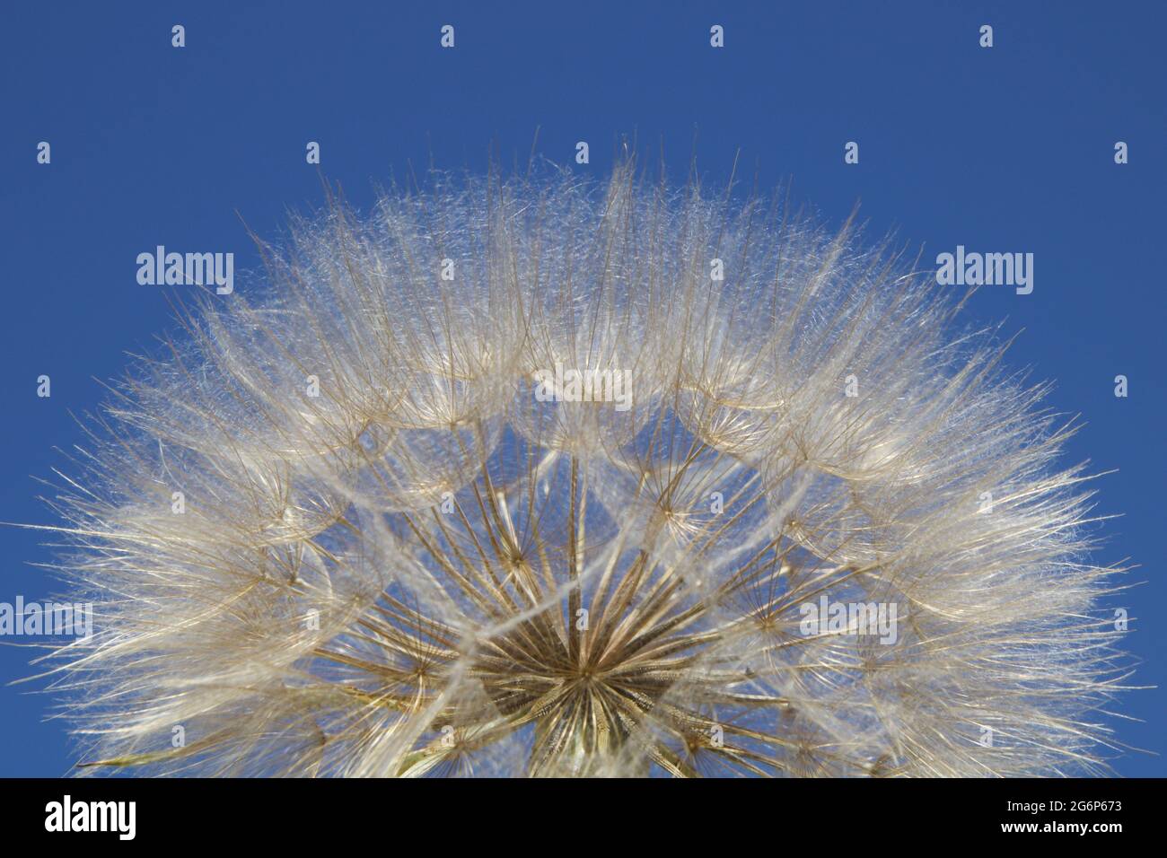 Immense tête de pissenlit douce dans la nature Banque D'Images