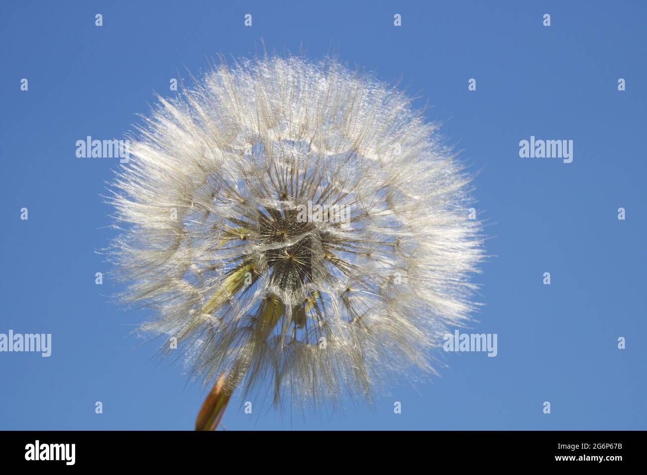 Immense tête de pissenlit douce dans la nature Banque D'Images